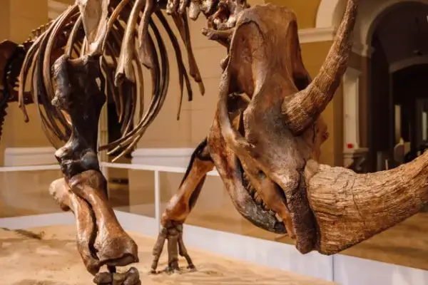 visit mures muzeul de stiintele naturii